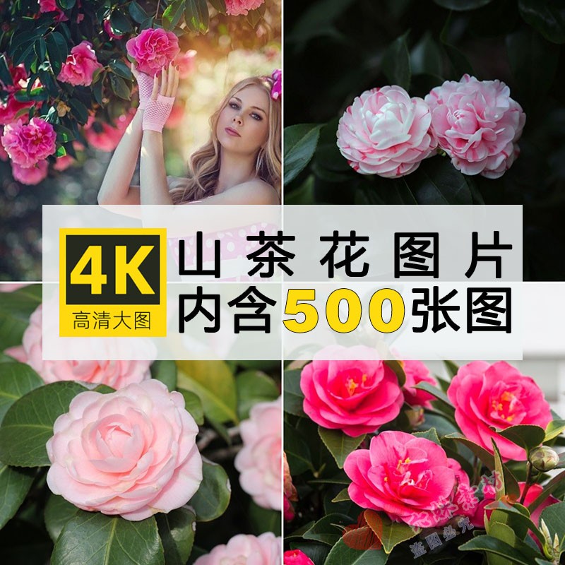 高清山茶花图片花朵鲜花卉植物摄影特写4K壁纸背景绘画ps参考素材