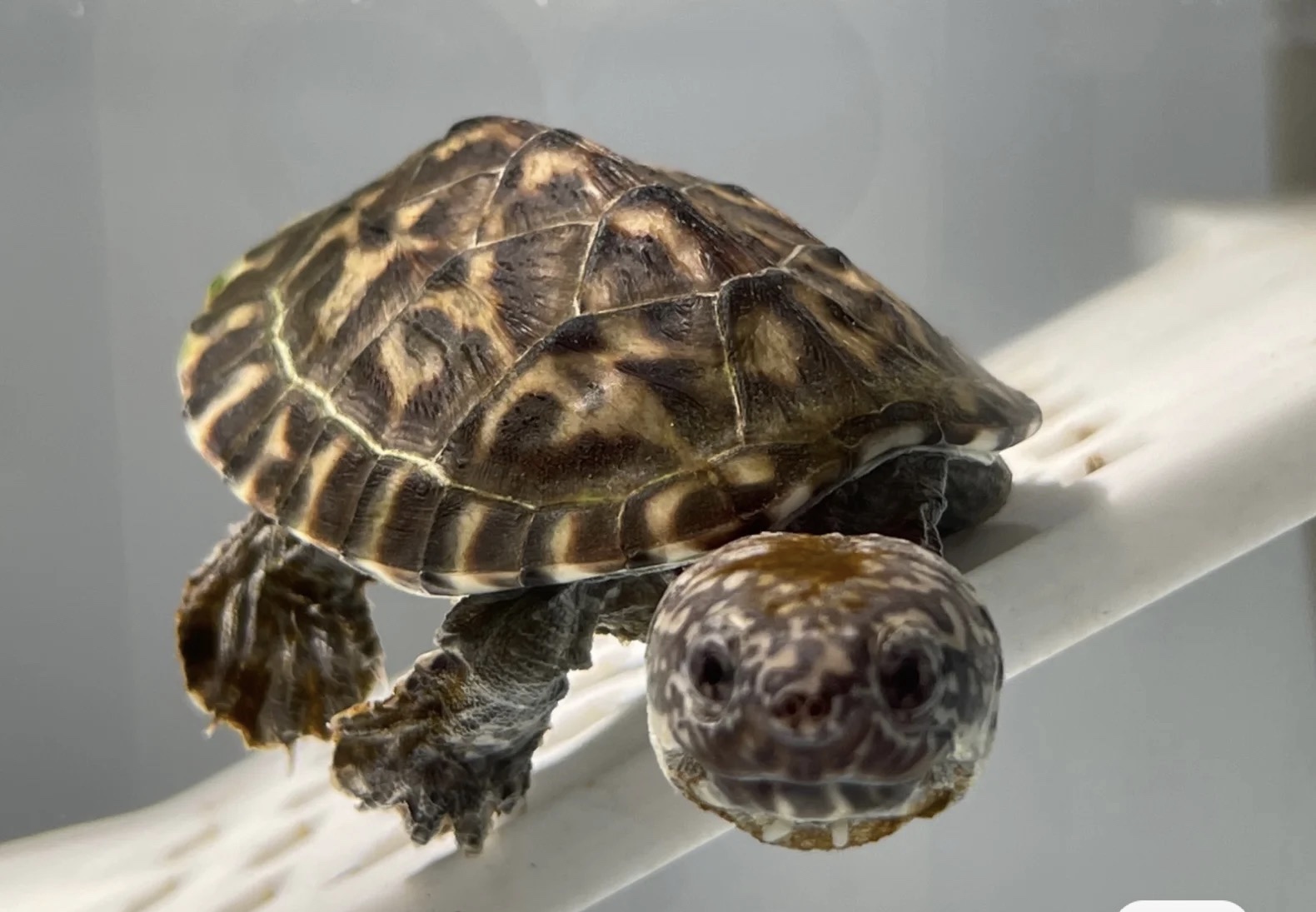 【墨西哥巨蛋】白墨龟苗鱼缸观赏龟反头纹墨蛋龟活体大型深水乌龟