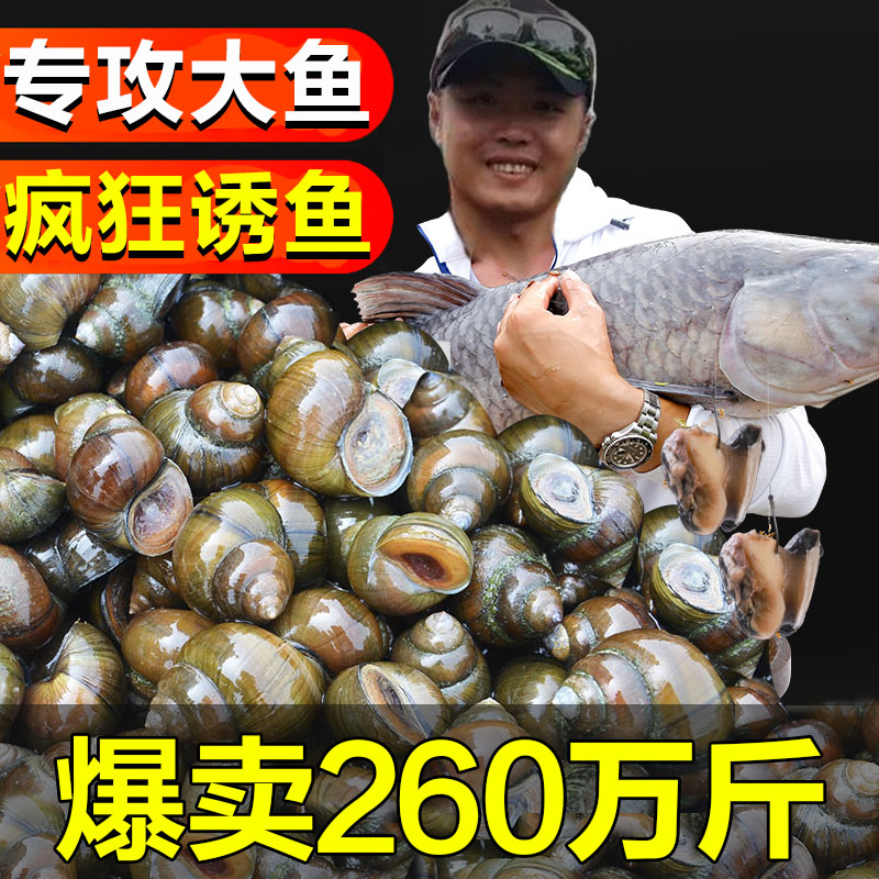 钓鱼脆螺5斤钓青鱼鱼饵鲜活螺丝腥味大螺蛳活的田螺新鲜活体包活