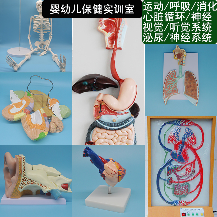 人体八大系统解剖模型 人体呼吸消化生殖心脏循环系统模型道具
