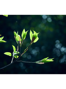原创大叶榕嫩枝绿叶(2张) 春天的景色 逆光高清设计素材图片原图