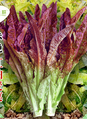 紫红油麦菜种子米香莜麦菜苦菜种籽春秋四季阳台盆栽莴苣蔬菜种孑