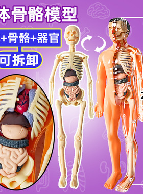 人体器官结构模型骨骼可拆卸初中生物3d解剖内脏儿童拼图拼装身体