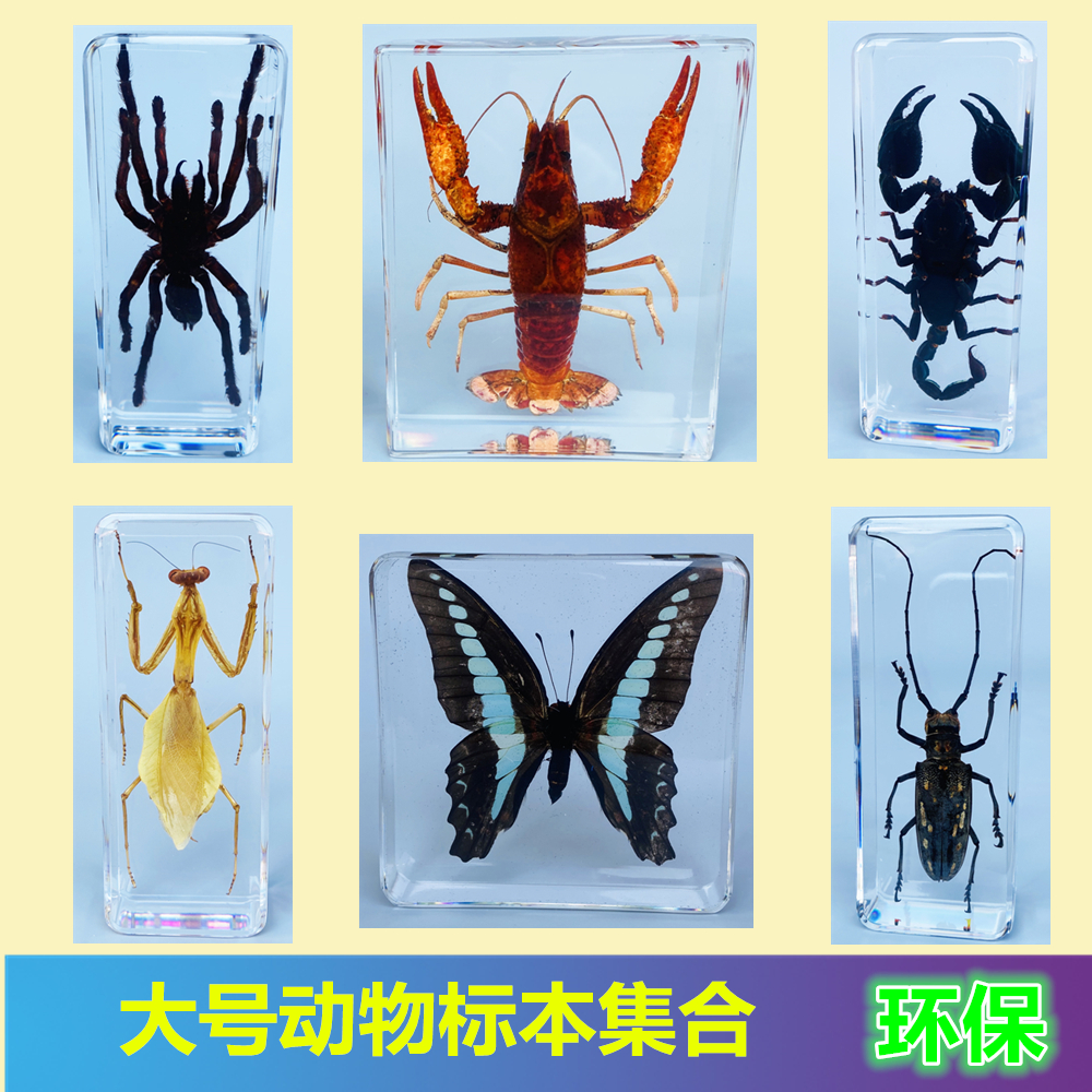 真实小动物昆虫标本树脂甲虫锹甲天牛蜈蚣蝎子螳螂蝗虫蜘蛛海洋