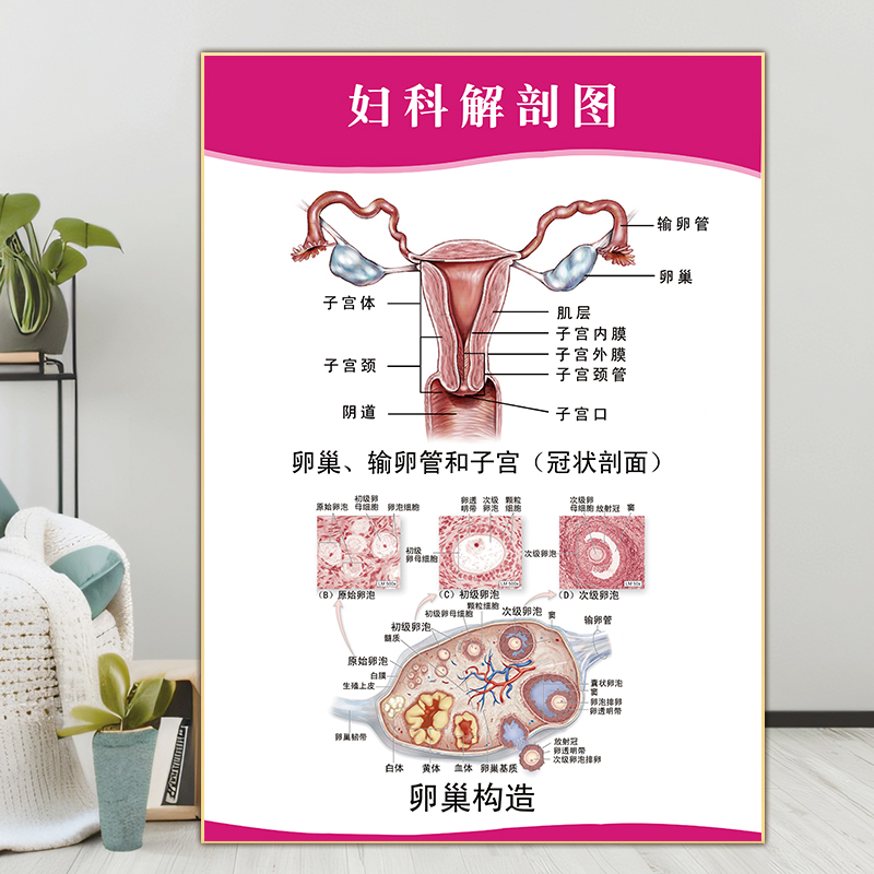 宫颈疾病示意图妇科疾病对应症状宣传海报画女性生殖系统解剖挂图