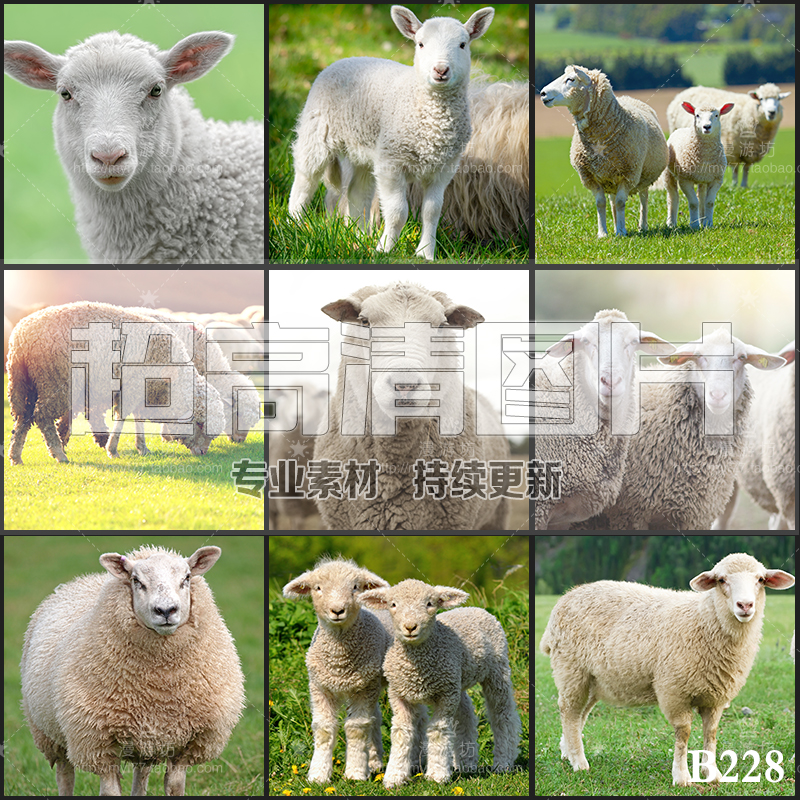 超大超高清图片绵羊羔羊家畜草原羊群肥羊畜牧动物美工设计ps素材
