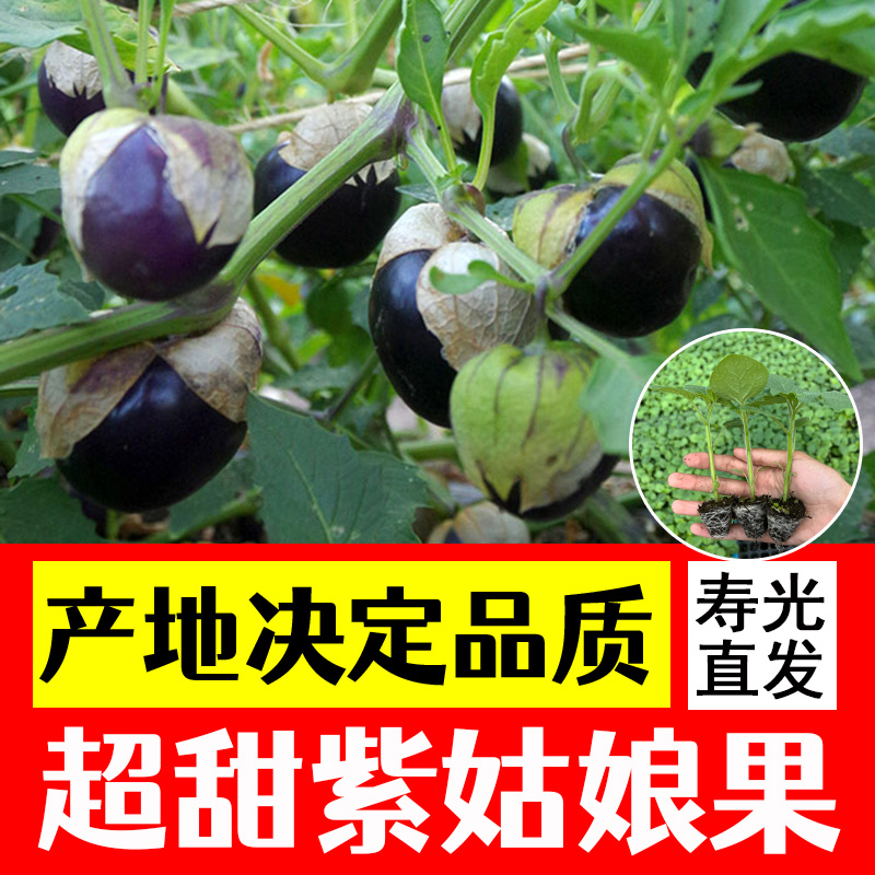 紫菇娘苗子种子甜菇娘果苗树大菇娘籽水果姑娘果四季盆栽种子