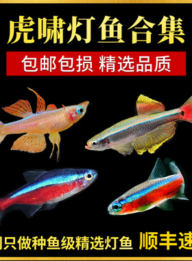 观赏鱼红绿灯鱼热带鱼小型宝莲灯科鱼苗淡水喷火灯好养耐活斑马鱼
