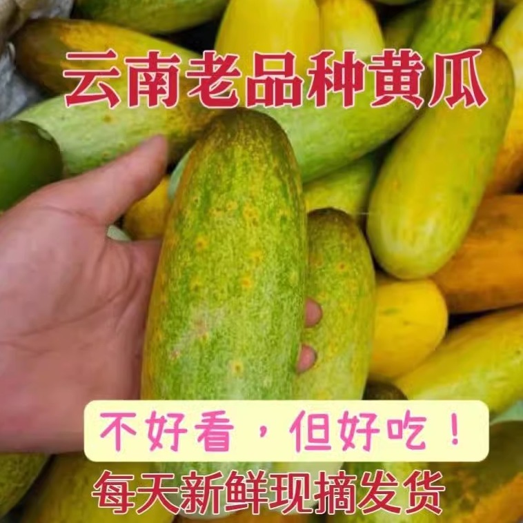 云南桥头乡特产新鲜当季本地老品种黄瓜现摘生吃凉拌农户自种自销