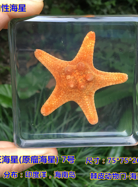 幼儿园教学标本真实海星树脂标本琥珀摆件海洋贝壳海螺