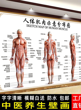 人体肌肉解剖挂图结构分布图示意图海报宣传画骨骼图人体器官图