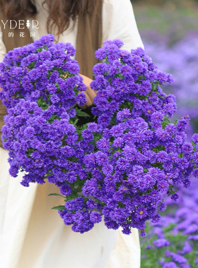 海蒂的花园荷兰菊紫菀菊花宿根植物阳台盆栽庭院耐寒花卉植物花苗