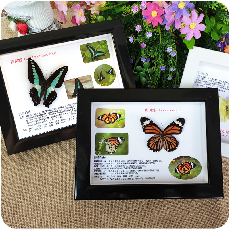 立体真蝴蝶昆虫标本相框代详情底画装饰摆件动物科普教学礼物盒子