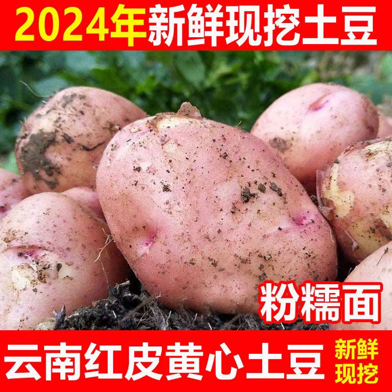 云南新鲜现挖红皮黄心土豆9斤装 高山马铃薯洋芋农家山地自种蔬菜