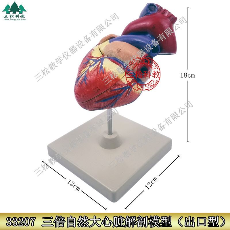 心脏模型 人体心脏解剖模型 心脏解剖模型 出口欧美