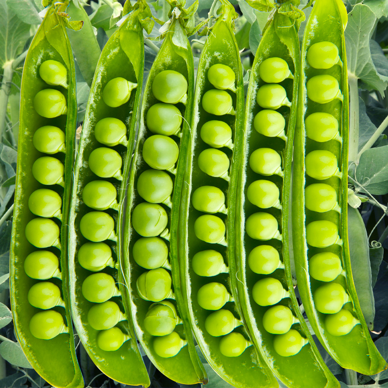 豌豆种子矮生中豌十一号11蔬菜种子荷兰豆蔬菜种子籽孑四季菜种