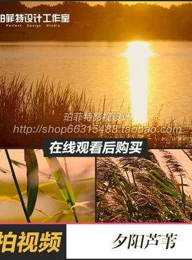 夕阳自然风光 芦苇 湖面大景美景 高清影视动态实拍视频素材