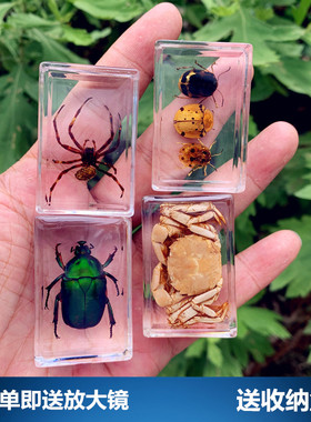 真实昆虫标本真虫树脂摆件教学玩具琥珀蝴蝶蝎子蜈蚣甲虫蜘蛛动物