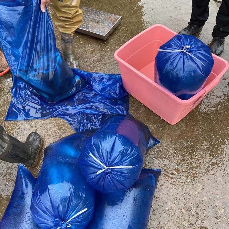 活鱼充气充氧打包袋装海产品鱼苗运输平口塑料袋加厚水产市场充|