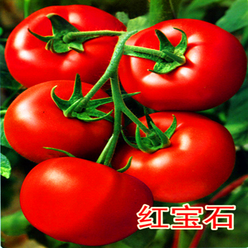 番茄种子西红柿种籽种苗以色列进口抗病毒大红大果高产包邮红宝石