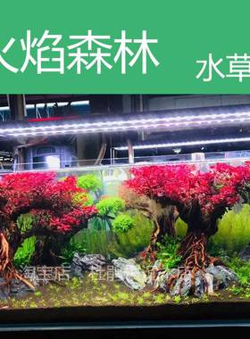 火焰森林水草树紫红丁香树鱼缸造景装饰带底座绑好水草