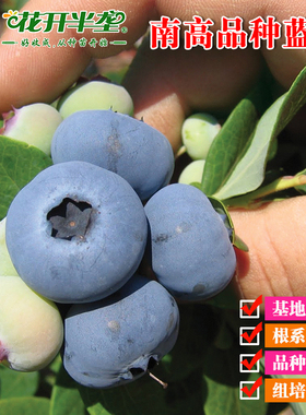 南高品种蓝莓树苗 苔藓苗7-15厘米 木木蓝莓苗 多个品种 南方种植