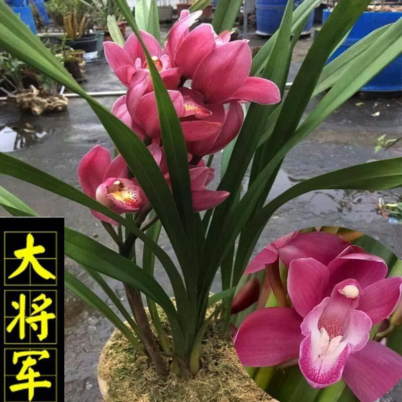 名贵中国龙最香的兰花浓香带花苞大宽叶植物室内九头四季