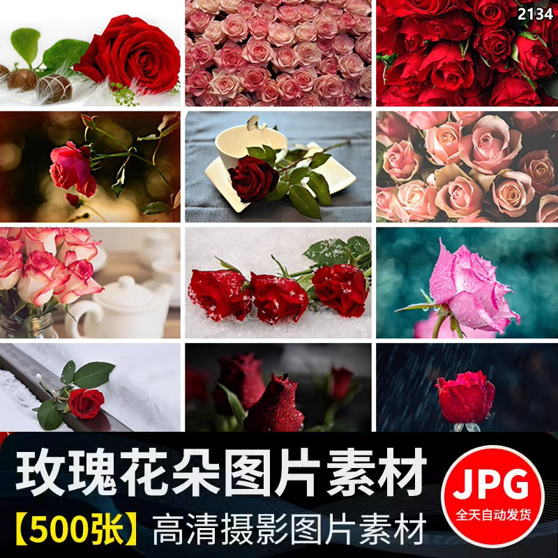 玫瑰花情人节粉色红色鲜花朵花束花卉特写高清实拍照片大图片素材