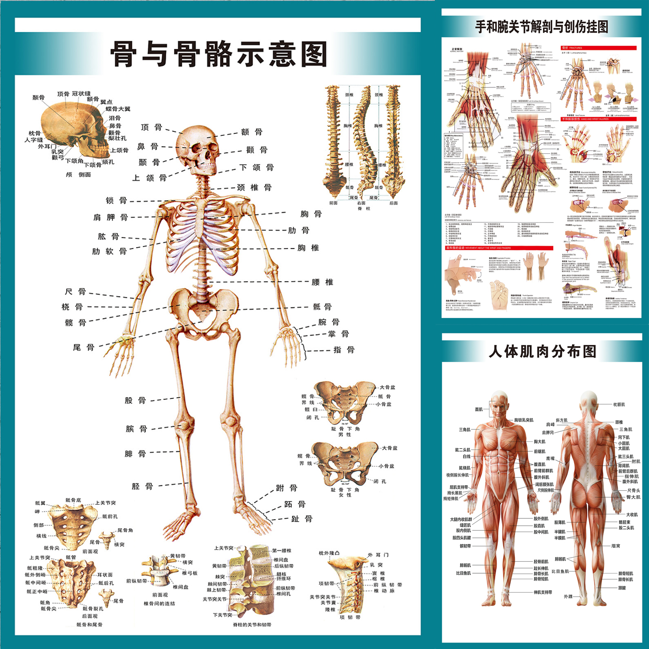 人体系统全身内脏骨骼肌肉结构解剖示意图医院宣传海报展板挂图