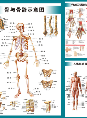 人体系统全身内脏骨骼肌肉结构解剖示意图医院宣传海报展板挂图