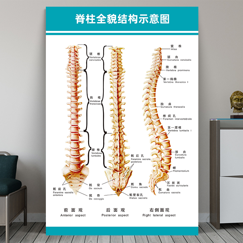 脊柱全貌结构示意图海报人体骨骼肌肉分布图器官内脏解剖医院挂图