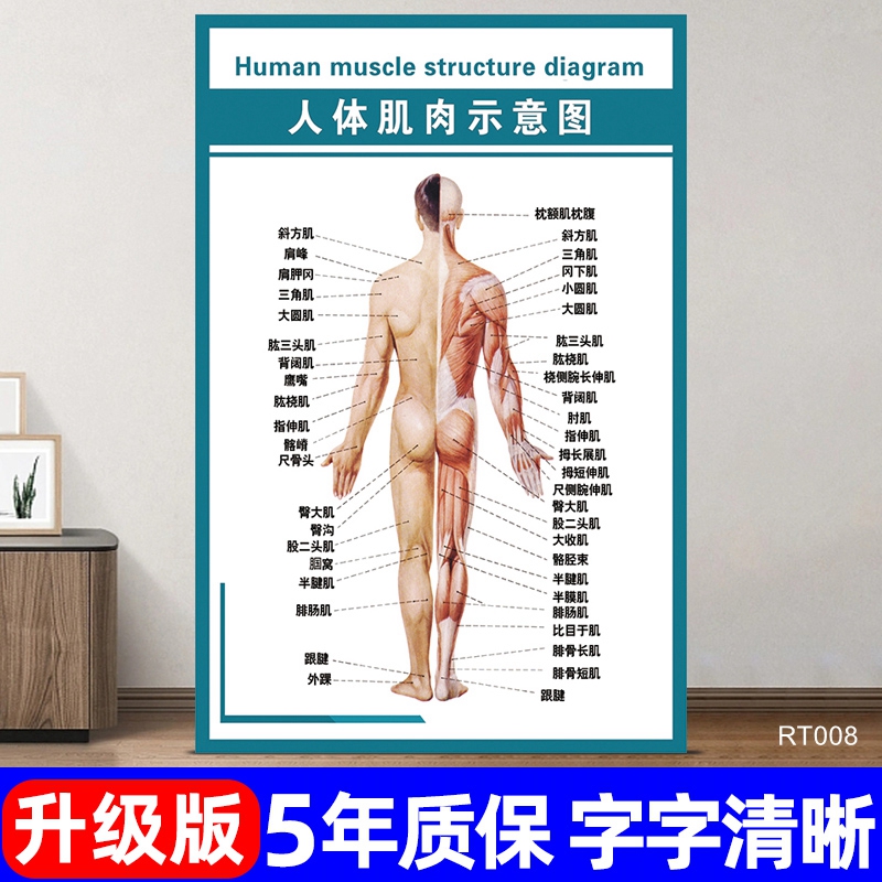 人体肌肉示意图挂图中医馆经络穴位图宣传海报面部保健法墙贴定制