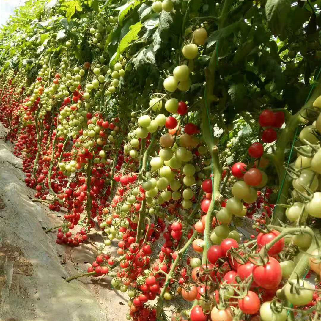 樱桃番茄种子 圣女果种籽 荷兰进口小番茄口感好番茄贝贝产量高