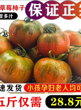 丹东草莓柿子番茄铁皮柿子绿腚油柿子碱地西红柿自然熟5斤包邮