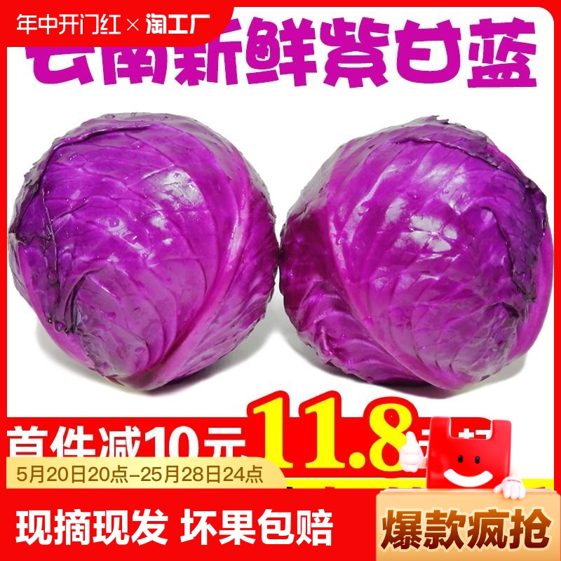 云南新鲜紫甘蓝10斤现摘卷心菜沙拉椰菜紫包菜批发蔬菜包邮自提