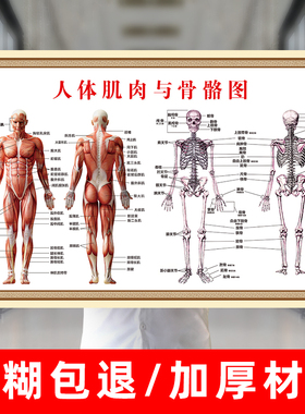 人体骨骼肌肉结构图脊柱图解分布图海报内脏器官示意大图高清挂画