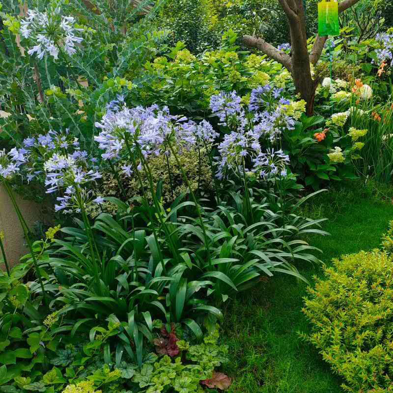 百子莲盆栽大苗当年开花庭院多年生花镜植物蓝色紫色进口常绿促销