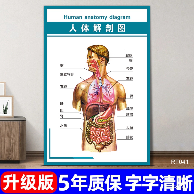 人体内脏解剖系统示意图医学宣传挂图器官心脏结构挂图画医院海报