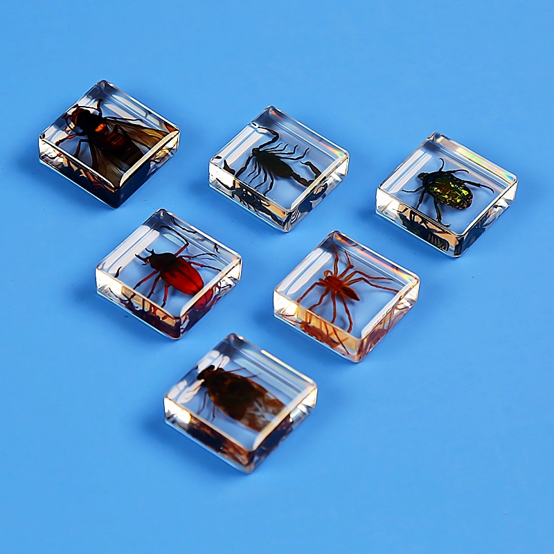 小动物真实昆虫树脂真虫金龟子蜘蛛甲虫标本花朵海洋植物教学礼盒