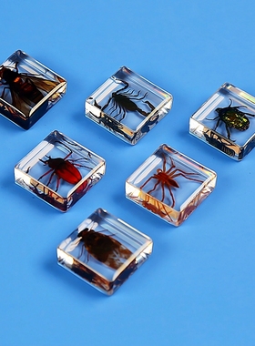 小动物真实昆虫树脂真虫金龟子蜘蛛甲虫标本花朵海洋植物教学礼盒