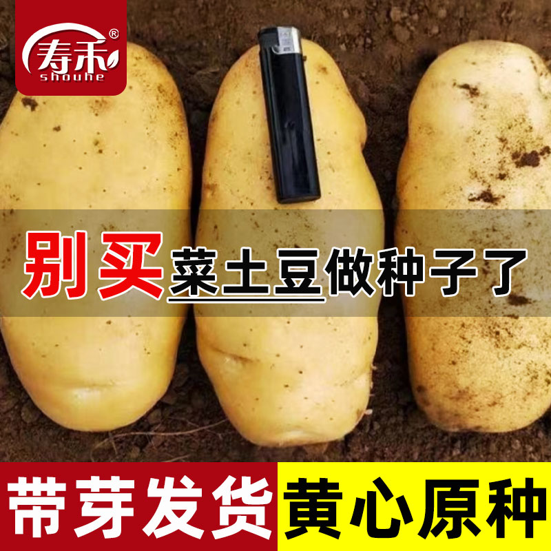 高产黄皮土豆种原种孑种子马铃薯种黄心带芽原种春季春天种的种籽