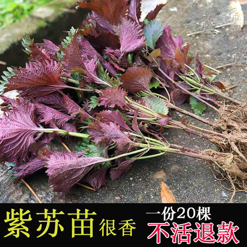 农家紫苏苗20棵带根带土发 农家现摘皱叶苏苗盆栽浓香可食用