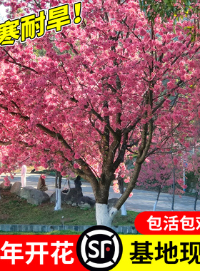 樱花树苗盆栽日本染井吉野樱树庭院地栽南北方种植四季绿化风景树