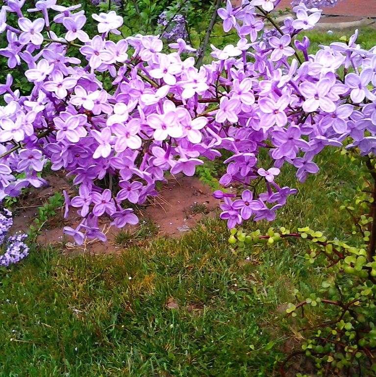 紫丁香种子丁香树耐寒树种小叶暴林木苗马丁香花种籽景观花海种子