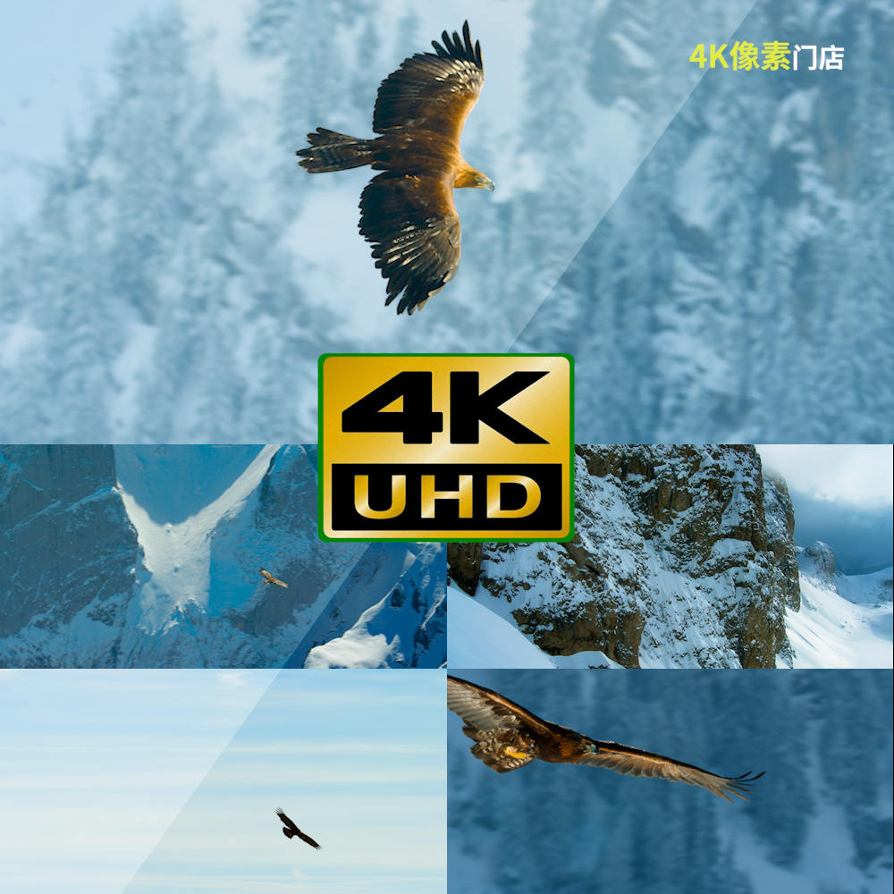 650-4K视频素材-老鹰飞行鸟窝捕食猎鹰雪山飞翔自然凶猛生态