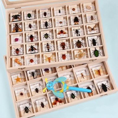 真实昆虫树脂标本小动物真虫金龟子蝎子蜘蛛甲虫教学生日礼盒摆件