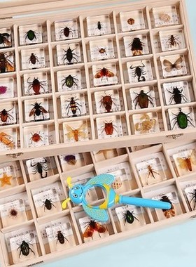 真实昆虫树脂标本小动物真虫金龟子蝎子蜘蛛甲虫教学生日礼盒摆件