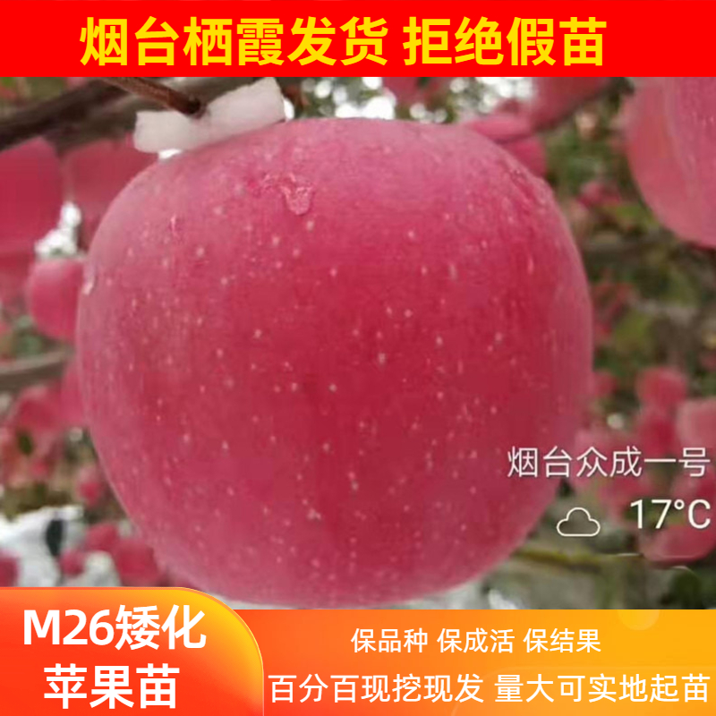 烟台红富士苹果树苗M26矮化响富众成一号维纳斯烟富8(已过季勿拍)