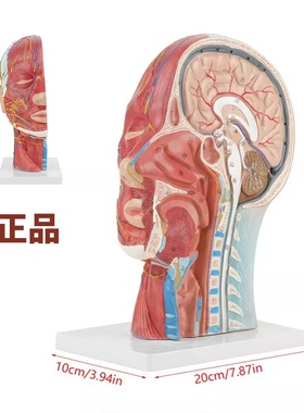 头部解剖模型 医学头部正中矢状切面附血管神经模型 面部模型