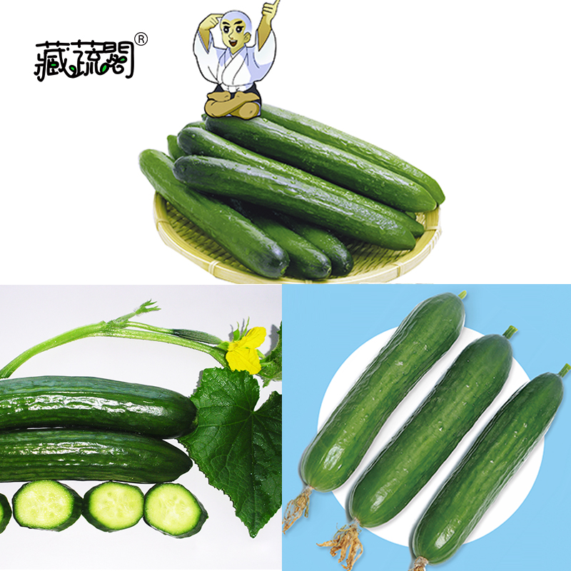 上海惠和种业四季蔬菜种子大全易种水果黄瓜高产抗病进口种籽孑